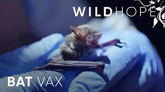 Stopping White-Nose Syndrome: Can We Save Bats in North America? | WILD HOPE