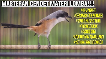 TEMBAKAN CENDET MATERI LOMBA ISIAN KENARI PRENJAK BETINA GEREJA SOGON TENGKEK 100% AMPUH BIKIN GACOR
