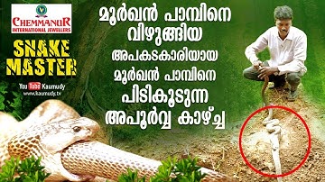 Cobra swallows another cobra | Rare Visuals | Snakemaster | Vava Suresh | EP 387