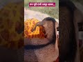 5 December 2025,#animal #cutepet #funny #video#playing #ytshorts #funny #viral #video #Facebookreel