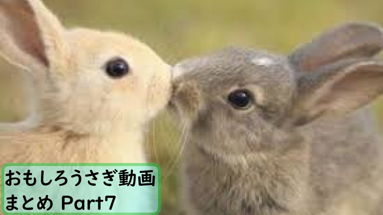 面白 うさぎ おもしろうさぎ動画まとめ 7 かわいい Youtube