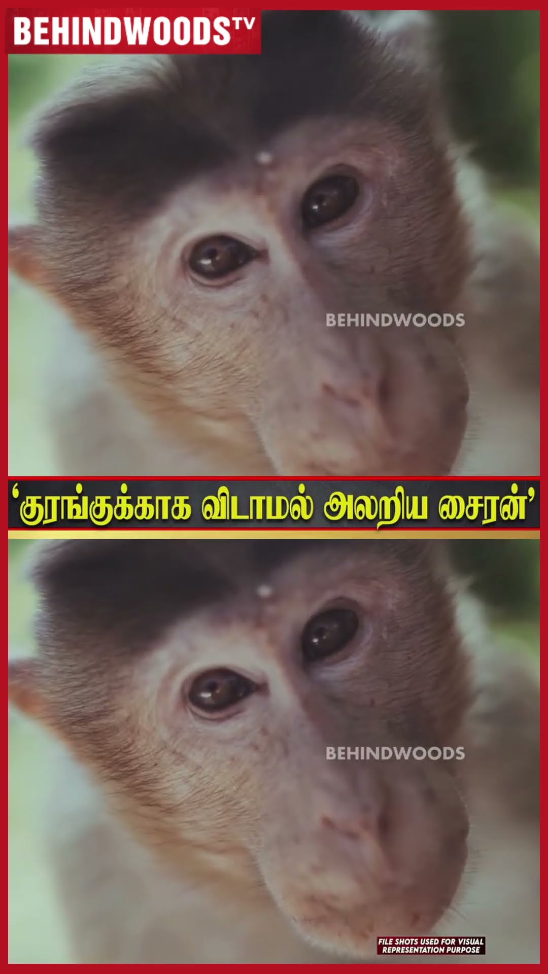 'அந்த உயிரை காப்பாத்தியே ஆகணும்..' ?? குரங்குக்காக அலறிய சைரன் ?