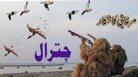 Live Ducks Hunting #chitral  #shorts #hunting