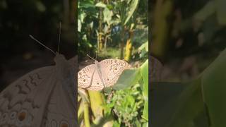 A beautiful looking butterfly is sitting on a banana leaf butterfly  butterflies butterflyshorts