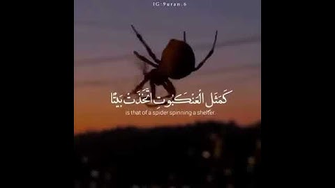 استوريات انستا دينيه حالات واتس قران كريم| الشيخ ماهر المعيقلي/ مثل الذين اتخذوا من دون الله اولياء
