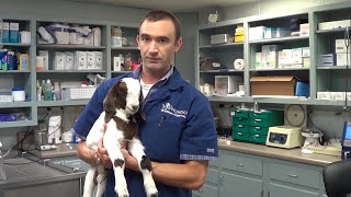 Baby Goat with Joint Infection Makes an Unlikely Friend