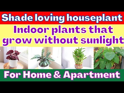 Vídeo: Sun Loving Houseplants – O que as plantas gostam de sol brilhante dentro de casa