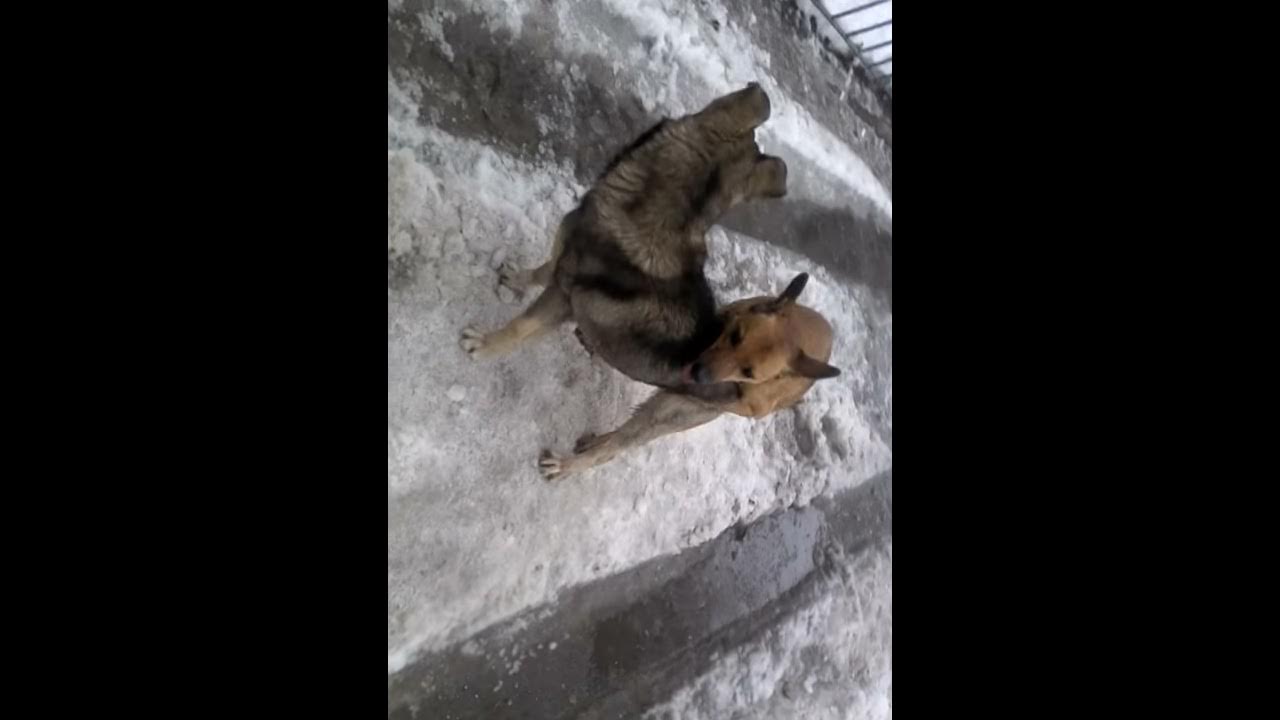 Собаки трахаются - YouTube