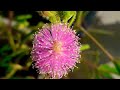 Chui mui / Touch me not / Shame Flower Plant in my Organic Terrace Container Garden Shorts