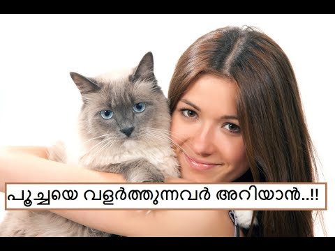 പൂച്ചയെ വളര്‍ത്തുന്നവര്‍ അറിയാന്‍ ! #eco own#Cat caring tips (Pet care/Cat Videos)