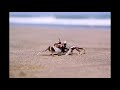 Capture de la vidéo The Saga Of Harrison Crabfeathers 6.17.22