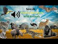 Sons de animais  animais selvagens  animais da floresta  animal sounds wild animal sounds