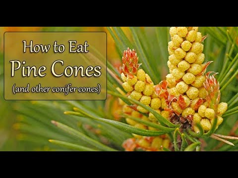 Lets Eat Some... Pine Cones ! Prepper Skills Foraging How To Make Pine Cone Candy