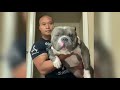 Awesome Animals 🔴 Stunning Bullies Pitbulls Dogs Funny Cute Puppies Dog Vine Compilation 2019