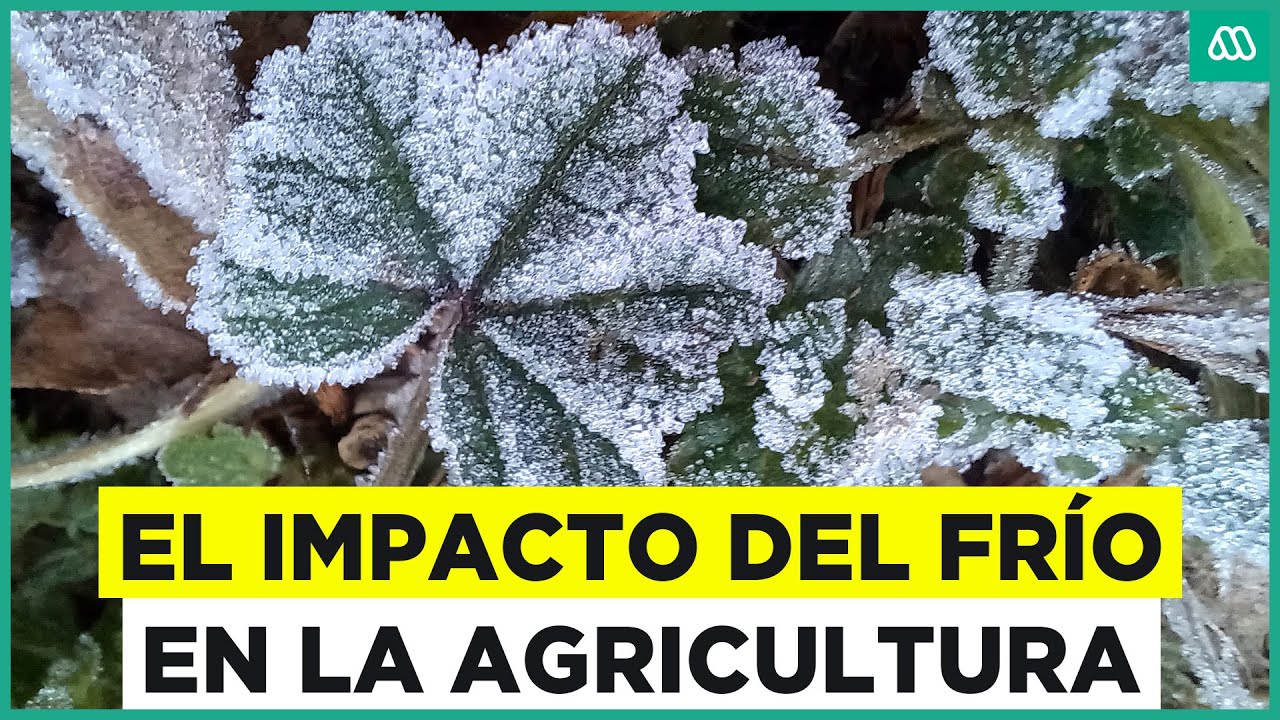 Heladas en Chile y conservación ambiental: ¿Cuánto afectan las olas de ...