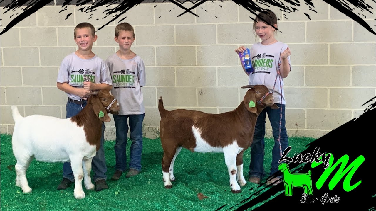 Showing breeding does at the 2023 Saunders Co Fair YouTube