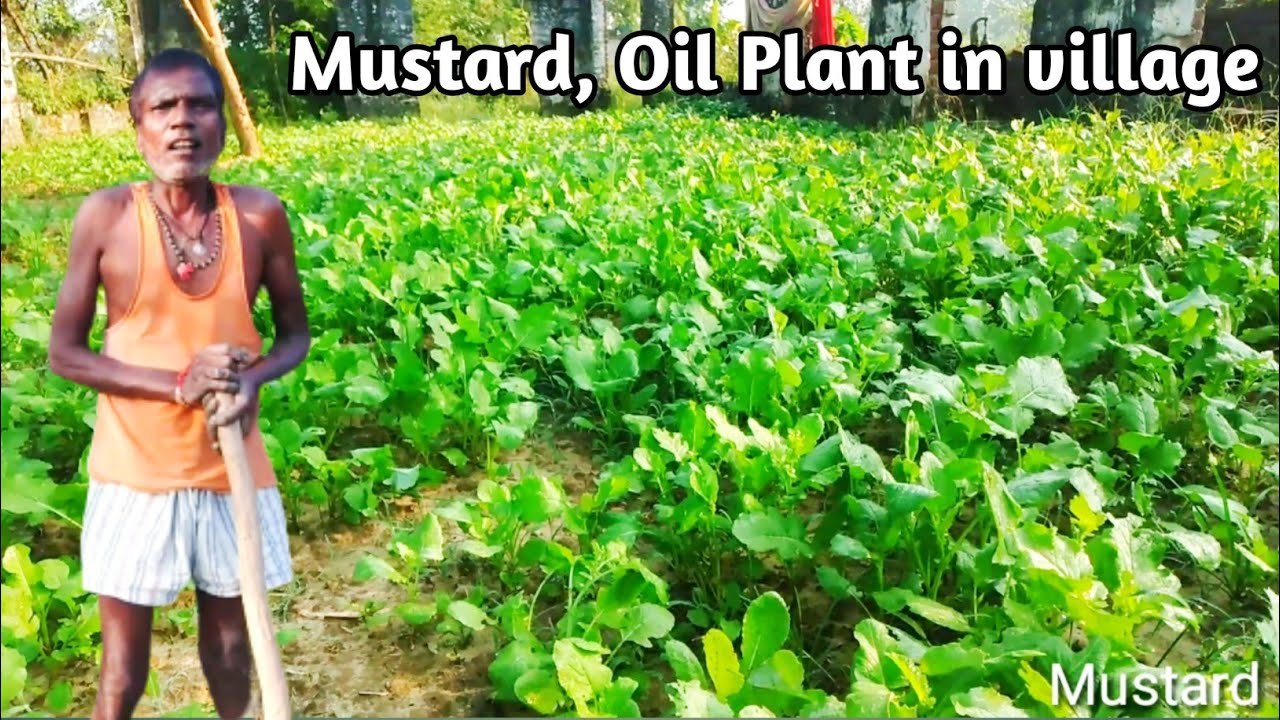 Mustard Oil Plant in The village hardworking farmer Birpur