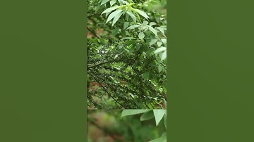 Công dụng của tinh dầu Màng tang