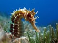 The seahorse | unbelievable creature