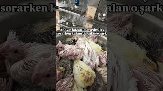 Taze Fırından Yeni Çıkanlar Sahibinin Emeğine Sağlık..