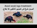      اصیل م رغ کی کمزور ٹانگوں کا علاج 