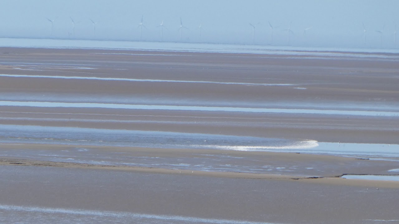 Small bore on Silverdale shore