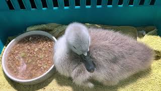 Abandoned goslings and cygnet too!