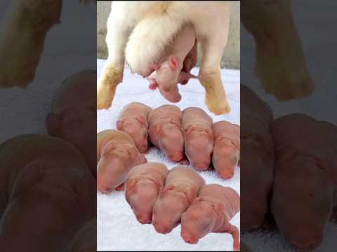 Rabbit Baby - Little Baby Rabbits Grow Up Day By Day #pets #animals #shorts