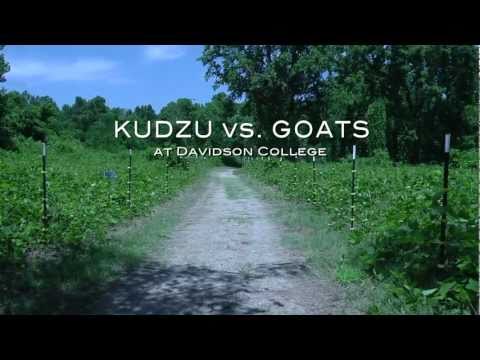 Vidéo: Kudzu Est Une Panacée Pour La Vieillesse