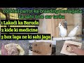 cocktail parrot ka breeding box lagate time ye galti na kare | cocktail parrot ke bacche q marte hai