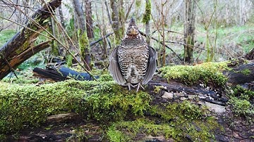 Ruffed Grouse Drumming