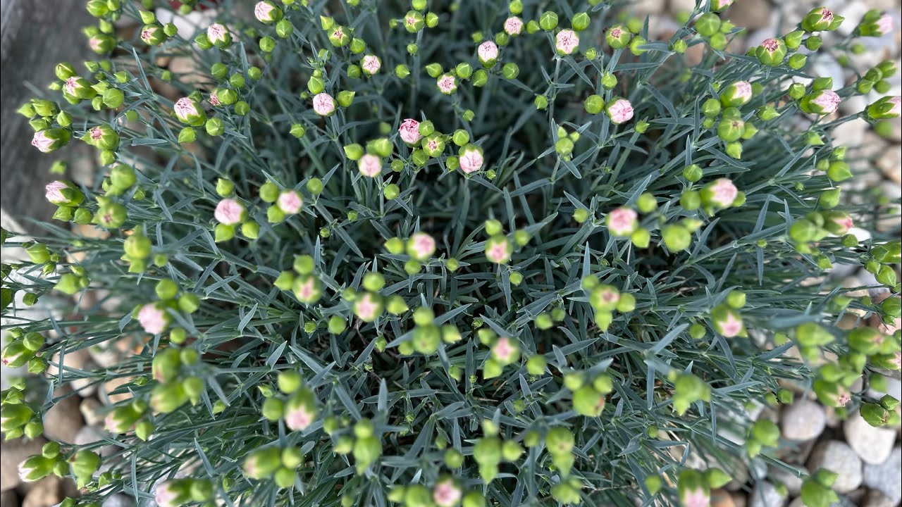 Dianthus Coral Reef cold hardy drought resistant plant YouTube