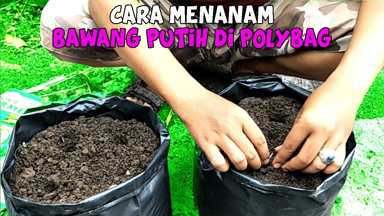 Cara Menanam Bawang Putih Di Rumah 
