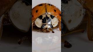 Do you have asian lady beetles this fall? quick solutions! | DoMyOwn.com