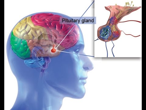 гипофиз эндокринная железа фабрика гормонов консультацию по скайпу