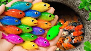 Catch stunning freshwater aquarium fish in small pond: baby turtle, tiger guppies, koi, carp, eels 🐠