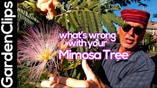 Mimosa Tree  Albizia julibrissin What's wrong w a nitrogen fixing tropical looking flowering tree?