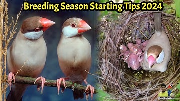 Fawn Java sparrow breeding season preparation tips 2024 | Java sparrow breeding tips | Java Bird