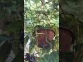 Inside From the Texas Heat #plants #greenhouse #texas #relaxing