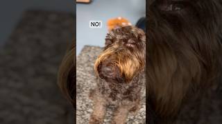 Labradoodle dog with his funny face #labradoodle #dogshorts #funny