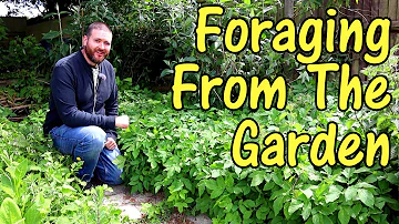 Can ground elder be eaten?