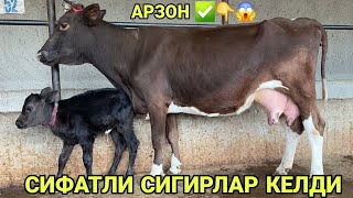 видео: АКМАЛ АКАДАН СИФАТЛИ РУЗГОРБОБ НАРХЛАРИ ИНСОПБИЛАН СИГИРЛАР СОТИЛАДИ SIGIRLAR NARXI 26 сентября 2025 картинка: АКМАЛ АКАДАН СИФАТЛИ РУЗГОРБОБ НАРХЛАРИ ИНСОПБИЛАН СИГИРЛАР СОТИЛАДИ SIGIRLAR NARXI 26 сентября 2025