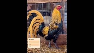 #suscribeteanuestrocanal #rooster #gallos #viral #videoviral