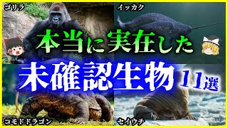 【ゆっくり解説】実在したUMA⁉かつて「未確認」だった生物11選を解説