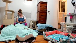 Foster Mom Sarah visits the kittens & we chat about movies by Kitten Cuddle Room 207 views 6 years ago 1 hour, 31 minutes