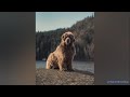 Newfoundland dogs being the funniest and cutest dogs for 5 minutes straight