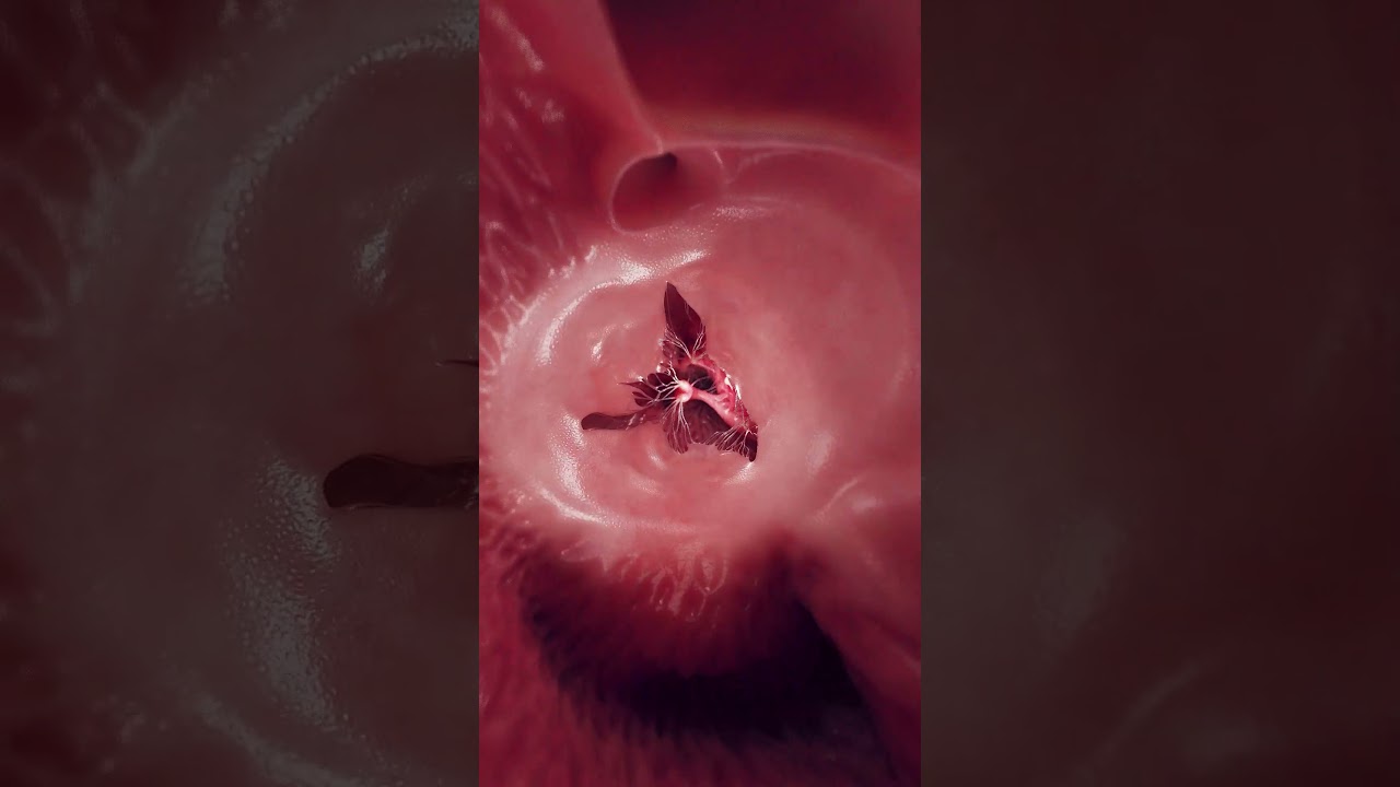 The Gatekeeper of the Heart: The Tricuspid Valve #anatomy #3dmodel #meded