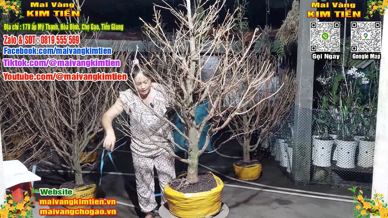 Cây Mai Giảo Thủ Đức Đẹp Tàng Tròn Mai Vàng Kim Tiền Chợ Gạo