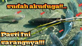 TERNYATA BENAR DUGAANKU ‼️Menemukan SARANG IKAN!!  Ketapel Ikan || Slingshot fishing