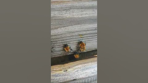 Рой шмелей напал на меня